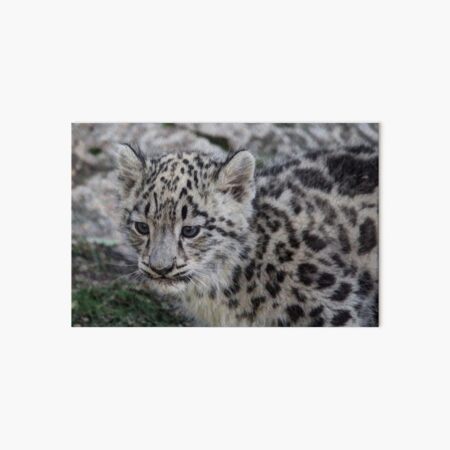 Baby Snow Leopard Art Board Print