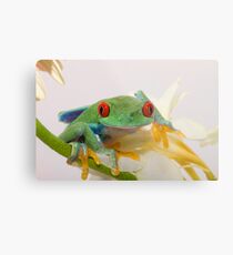 Old Red Eyes Metal Print