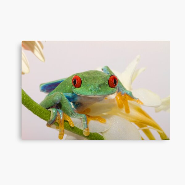 Old Red Eyes Canvas Print