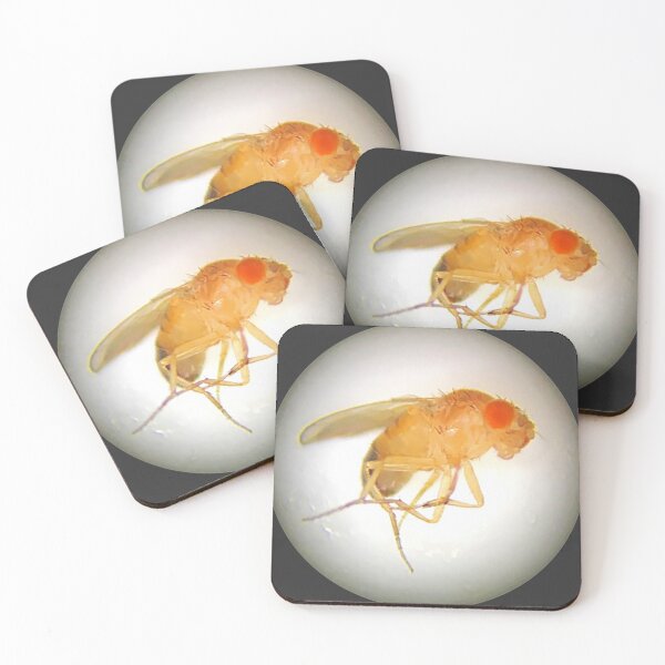 Item preview, Fruit Fly (Benjamin) designed and sold by Squid-ink-art.