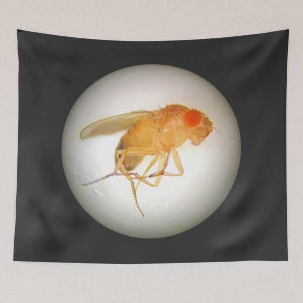 Item preview, Fruit Fly (Benjamin) designed and sold by Squid-ink-art.
