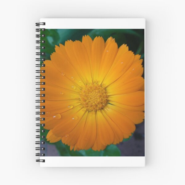 Item preview, Calendula designed and sold by rileyo.
