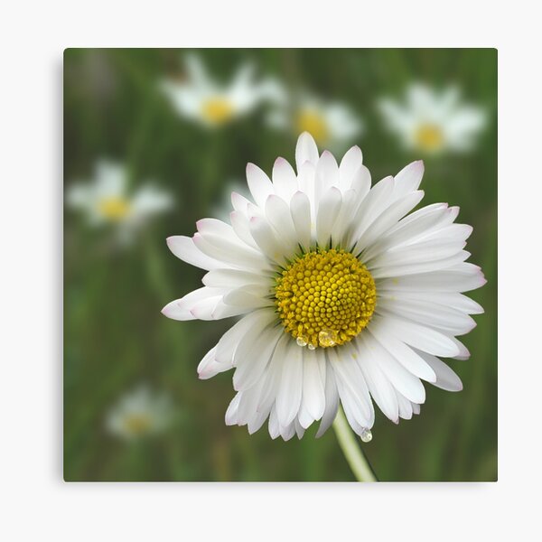 Daisy Canvas Print