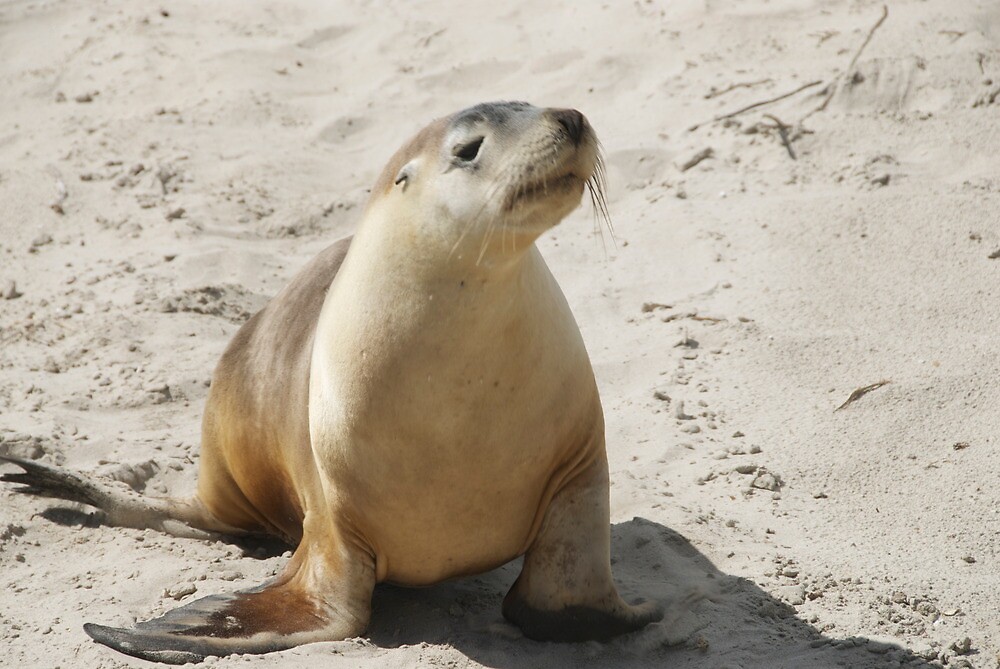 "Sea Lion on Kangaroo Island, Australia" by Johannes Huntjens Redbubble