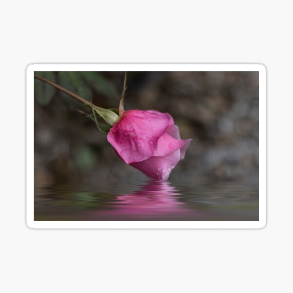 Weeping Rose Sticker