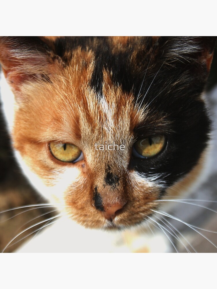 Cat funny picture, Close-up photo of cute calico cat. Poste…