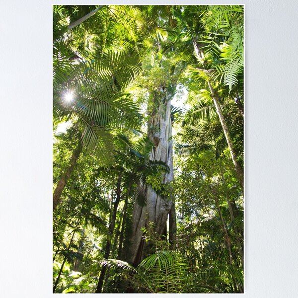 Item preview, Sub-tropical Rainforest and majestic fig tree reaching to the sky designed and sold by Bellamaree.