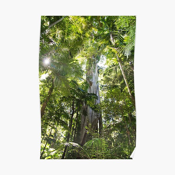 Sub-tropical Rainforest and majestic fig tree reaching to the sky Poster
