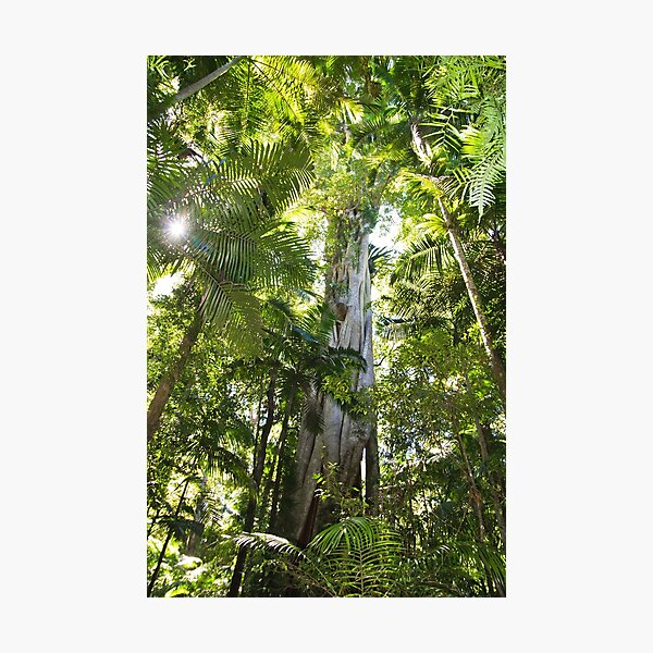 Item preview, Sub-tropical Rainforest and majestic fig tree reaching to the sky designed and sold by Bellamaree.