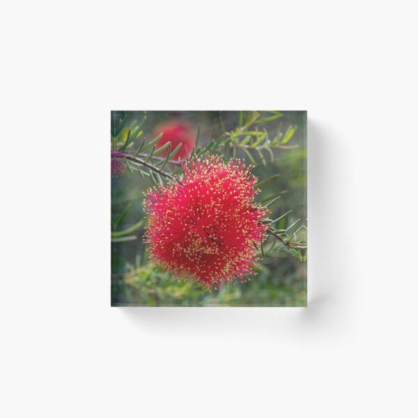 Item preview, Scarlet Honeymyrtle (Melaleuca Fulgens) designed and sold by DPalmer.