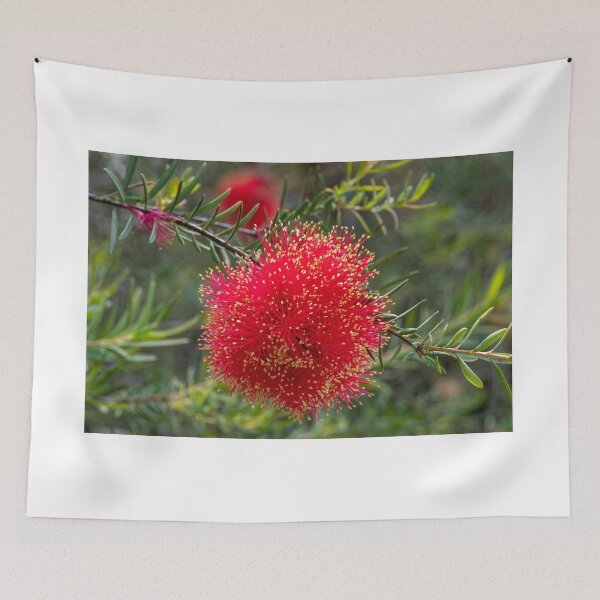 Item preview, Scarlet Honeymyrtle (Melaleuca Fulgens) designed and sold by DPalmer.