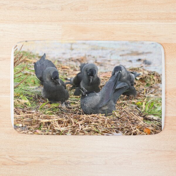 Item preview, Jackdaw squabble designed and sold by GreyFeatherPhot.