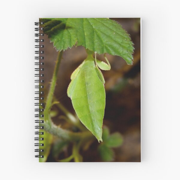 Item preview, Leaf Lookalike Stick Insect designed and sold by AnnDixon.