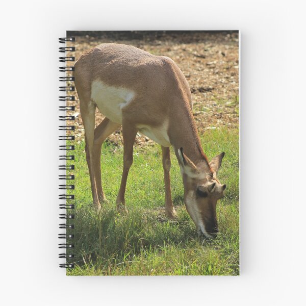 Item preview, Pronghorn At a Zoo designed and sold by rhamm.