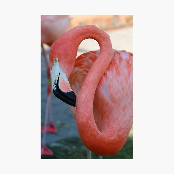 Flamingo 2 Photographic Print