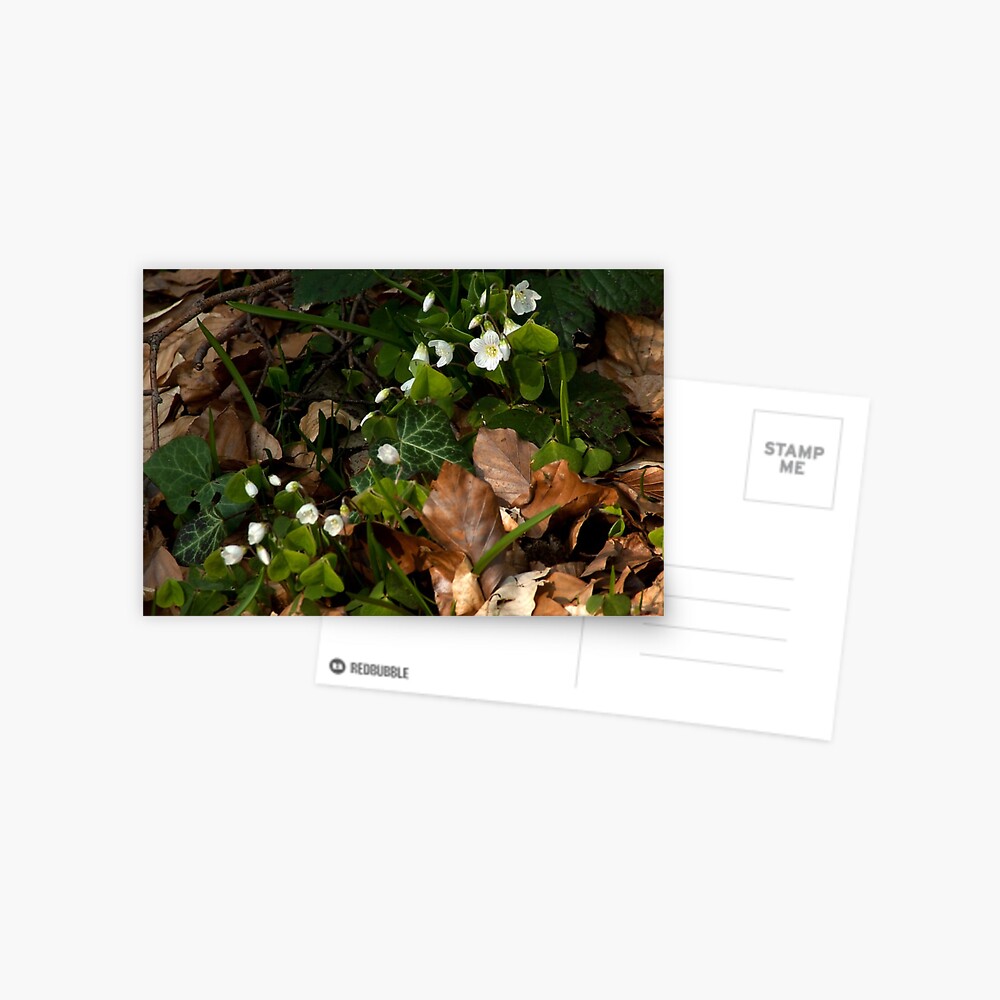 Item preview, Postcard designed and sold by steppeland.