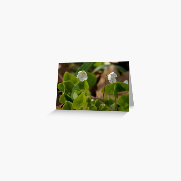 Little wood fairies Greeting Card