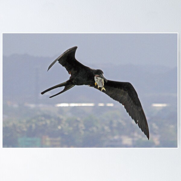 Item preview, Frigate bird with fresh catch! designed and sold by Anthony Goldman.