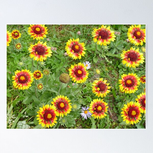 Item preview, gaillardia flowers designed and sold by mrivserg.