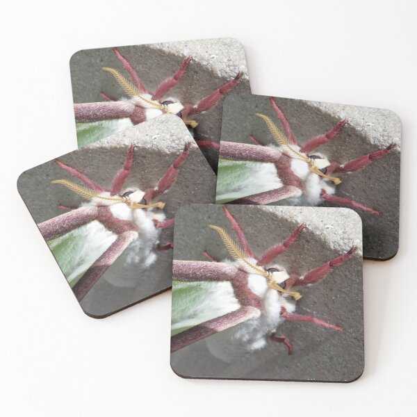 Item preview, A Luna Moth Up Close designed and sold by Kimmary.