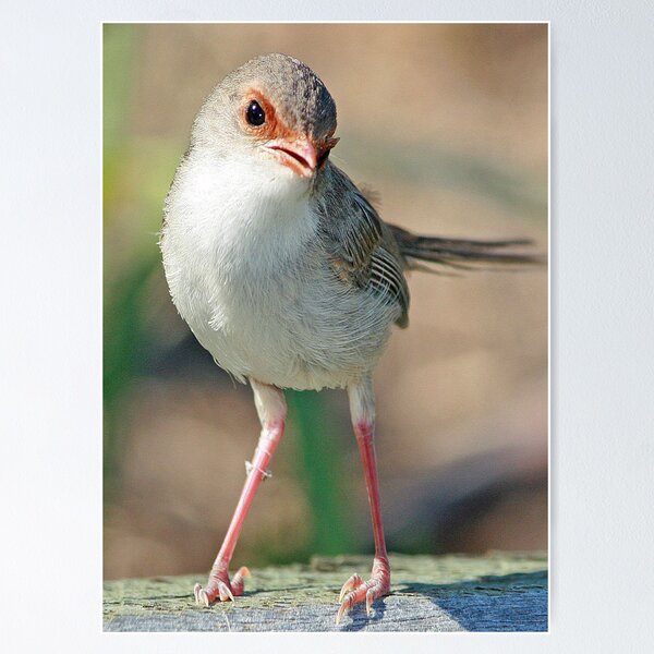 Item preview, Fairy Wren designed and sold by Kym Howard.