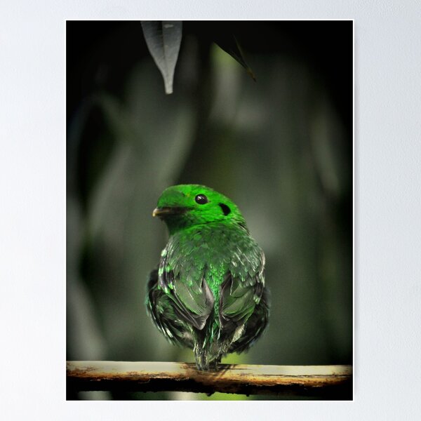 Item preview, Curious Green-bird designed and sold by Virag Anna Margittai.