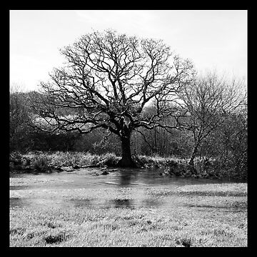 Aperçu de l'œuvre Spring Tree de Richard Dunstan