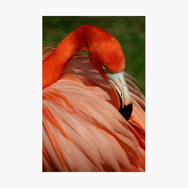 Item preview, Flamingo 5 designed and sold by Sheryl Unwin.
