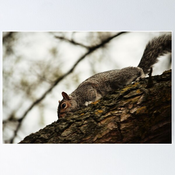 Item preview, Squirrel Camouflage designed and sold by Dean Cummings.