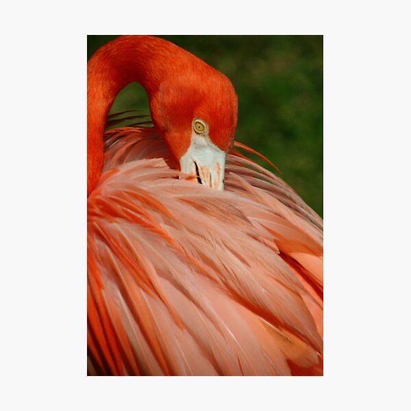 Item preview, Flamingo 6 designed and sold by Sheryl Unwin.