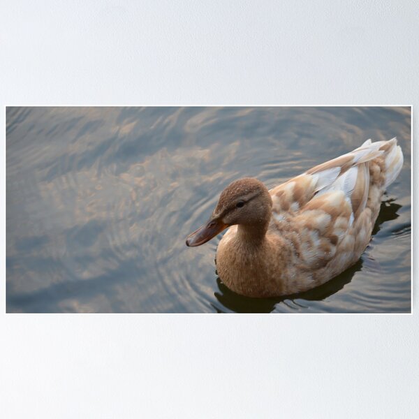 Item preview, Stone Coloured Duck designed and sold by Dean Cummings.