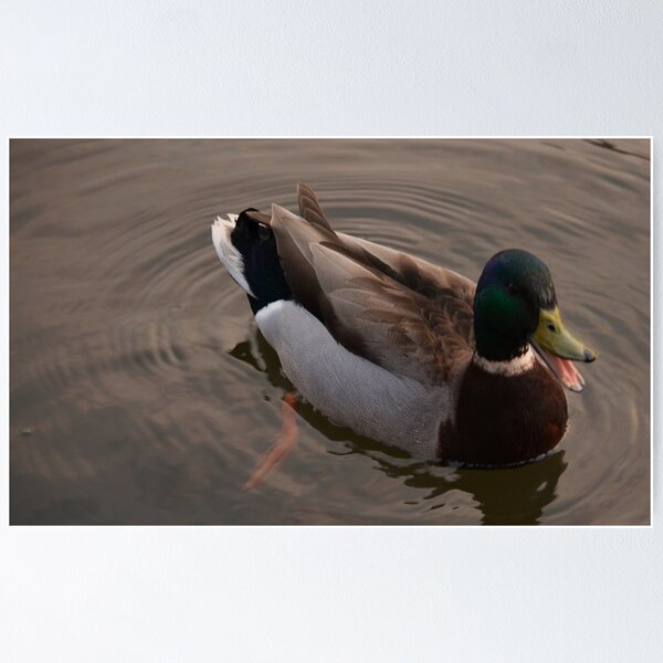 Item preview, ' Quackkk '  designed and sold by Dean Cummings.