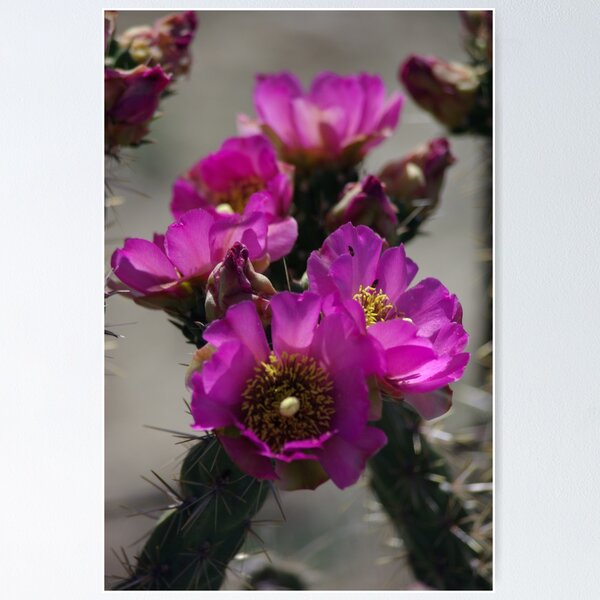 Item preview, Pink Burst designed and sold by Dawn Parker.
