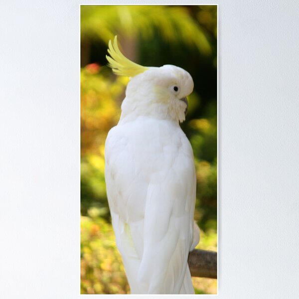 Item preview, Sulpher Crested Cockatoo designed and sold by Sheryl Unwin.