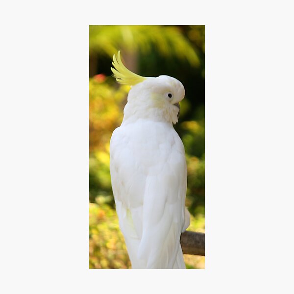 Artikelvorschau, Sulpher Crested Cockatoo entworfen und verkauft von Sheryl Unwin.