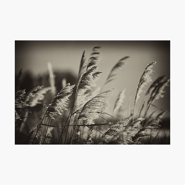 Item preview, b/w reeds designed and sold by FOTIS MAVROUDAKIS.