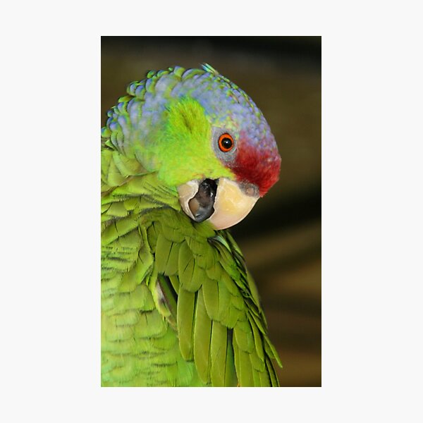 Item preview, Amozon Lilac Crowned Parrot designed and sold by Sheryl Unwin.
