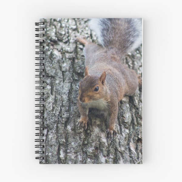 Item preview, Squirrel Again designed and sold by dianakimble.
