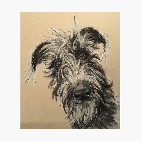 Item preview, Scruffy Beddy/whippet Lurcher  designed and sold by Merlinsmates.