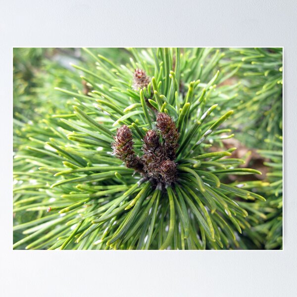 Item preview, Mugo Pine designed and sold by CavyGirl.