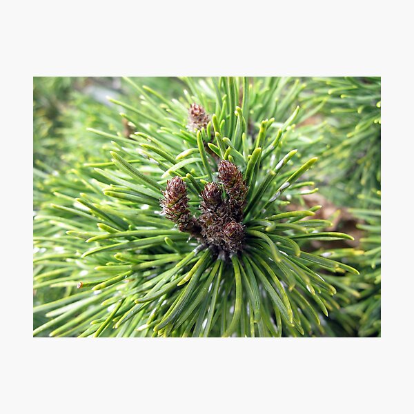 Item preview, Mugo Pine designed and sold by CavyGirl.