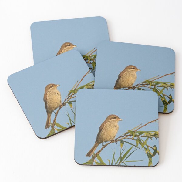Item preview, Butcher bird designed and sold by Guardi71.