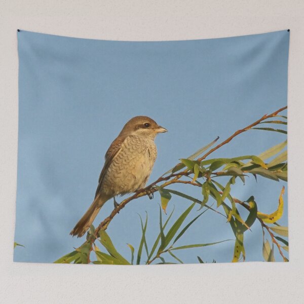 Item preview, Butcher bird designed and sold by Guardi71.