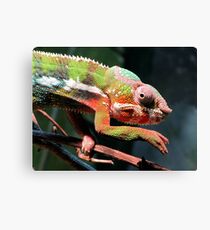 Panther Chameleon Canvas Print