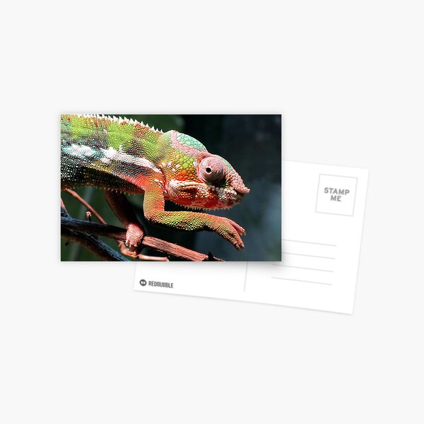 Panther Chameleon Postcard