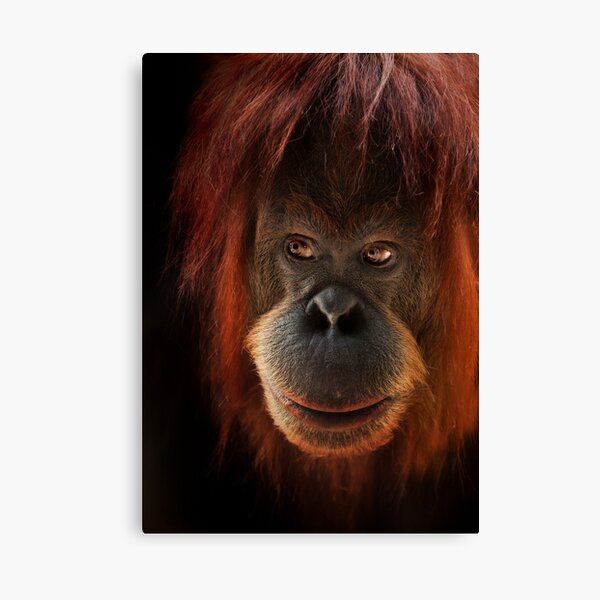 Kiani Canvas Print