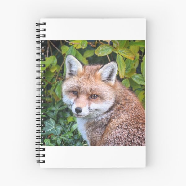Item preview, Looking foxy designed and sold by Willtompsett.