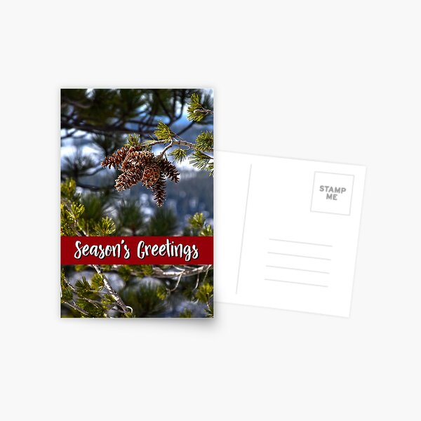 Western White Pine Holiday Card Postcard