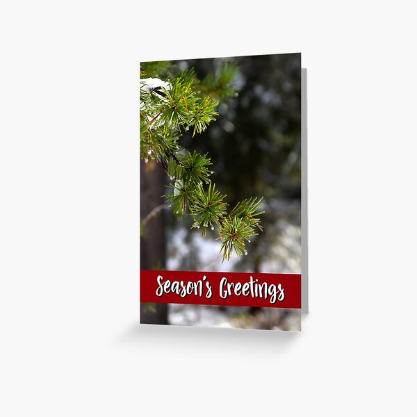 Sierra Lodgepole Pine Holiday Card Greeting Card