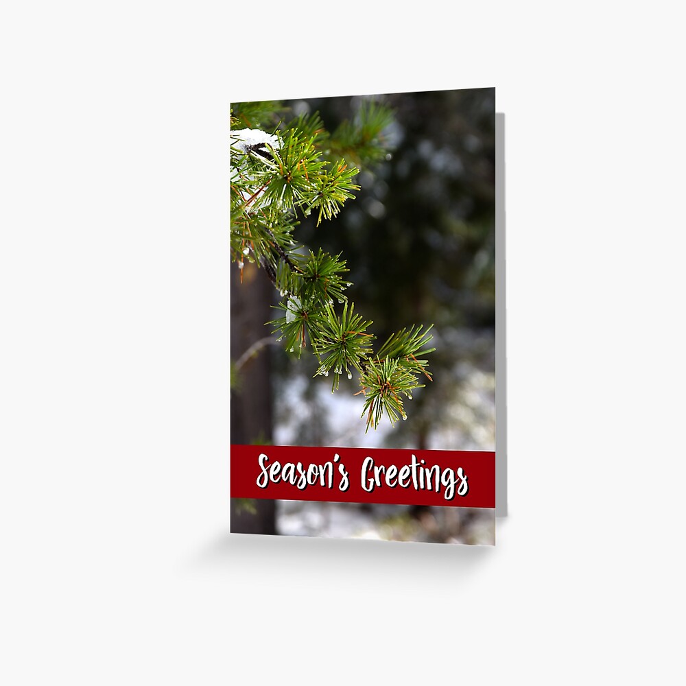Sierra Lodgepole Pine Holiday Card Greeting Card